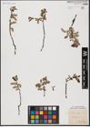 Foto von Salix aurita L.